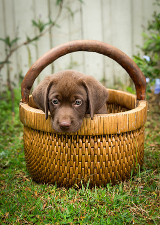 Oakley