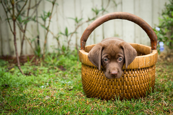 Oakley