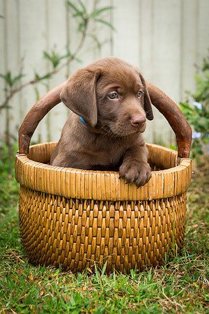 Oakley