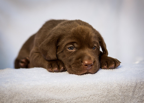 Oakley