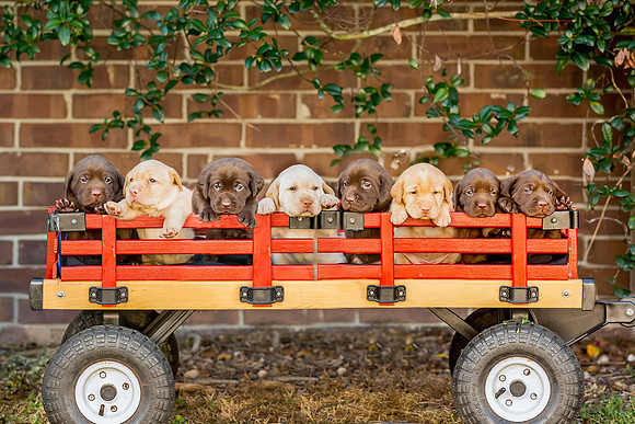4.5 weeks old
